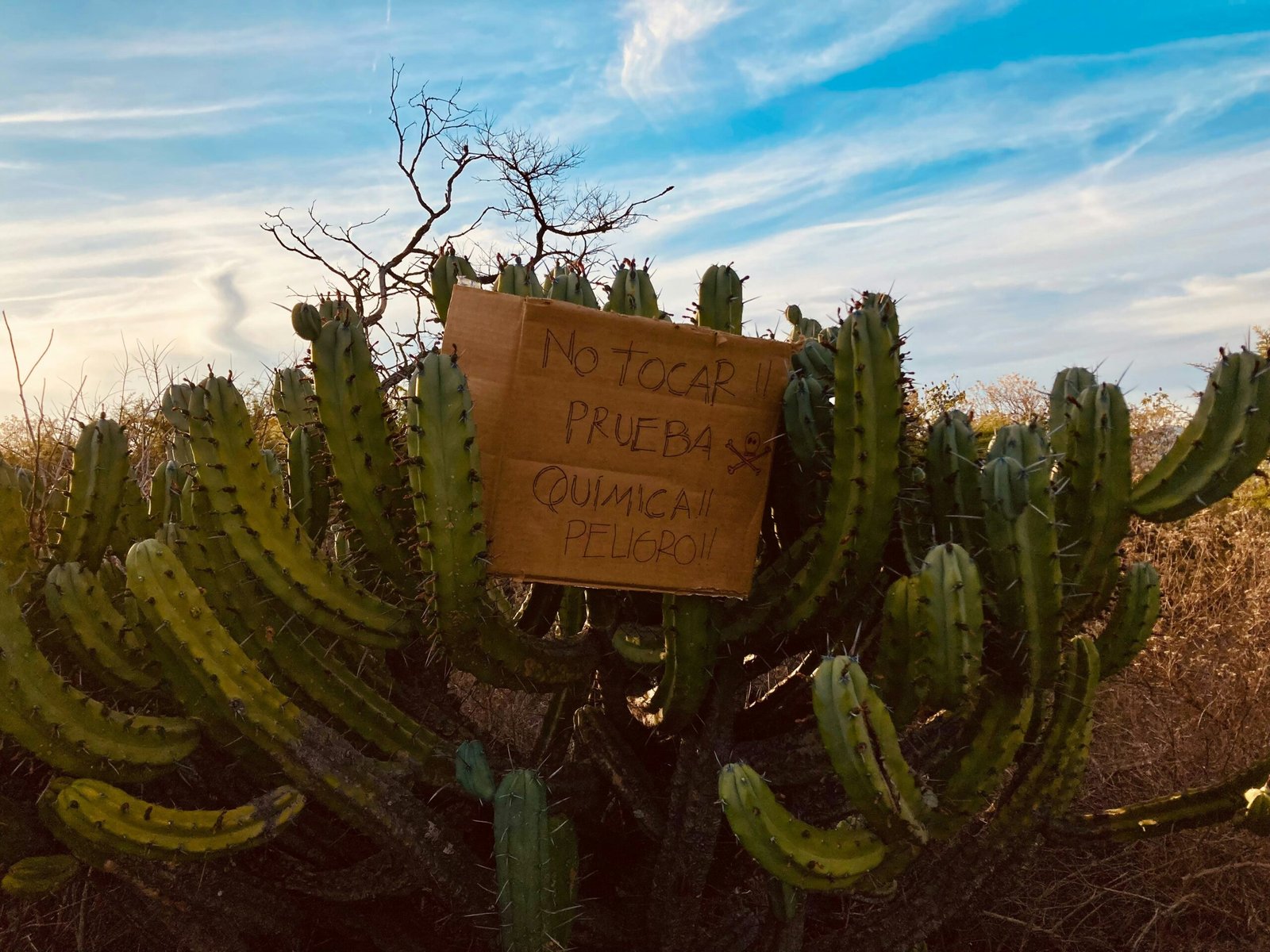 A cactus with a sign in the middle of it