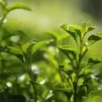 فوائد الشاي الأخضر وأنواعه