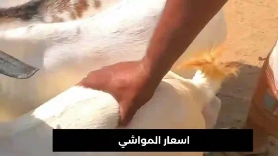 اسعار المواشي في محافظة الحديدة
