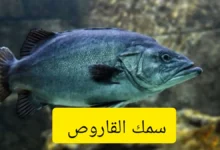 سمك القاروص