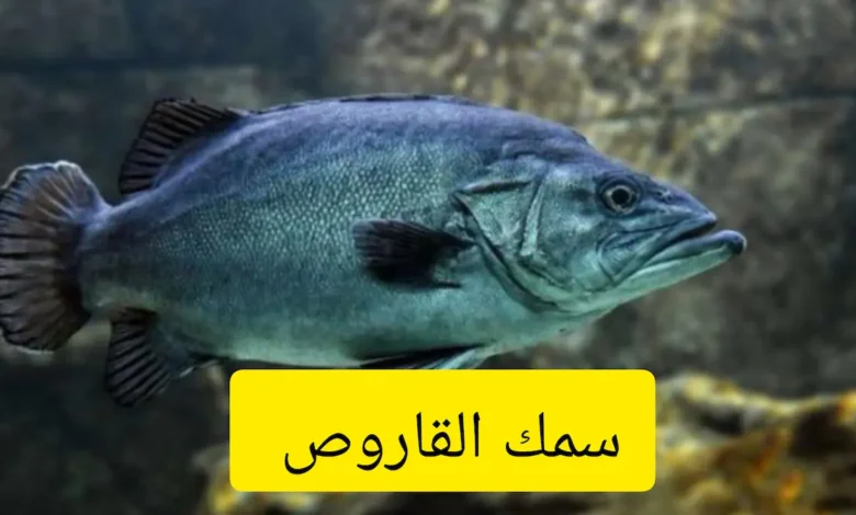 سمك القاروص