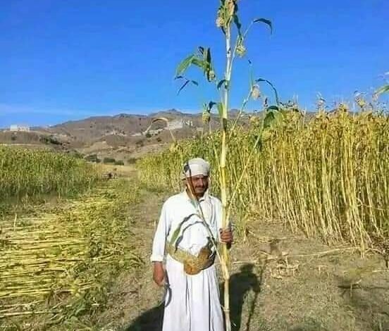 موسم زراعة الذرة في اليمن
