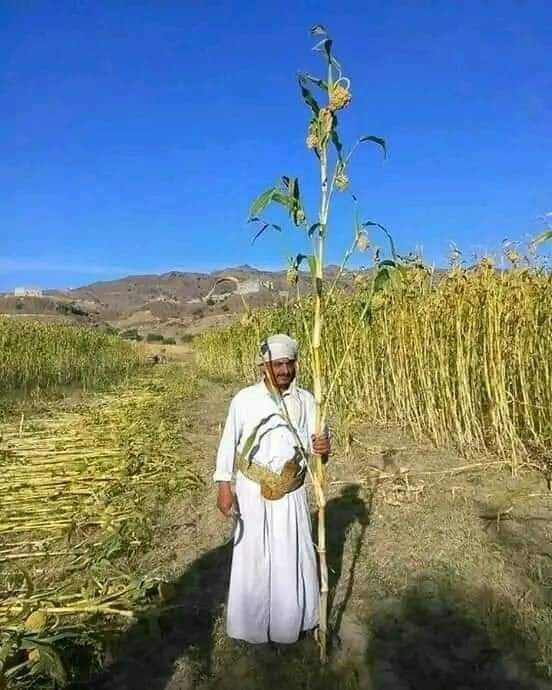 موسم زراعة الذرة في اليمن
