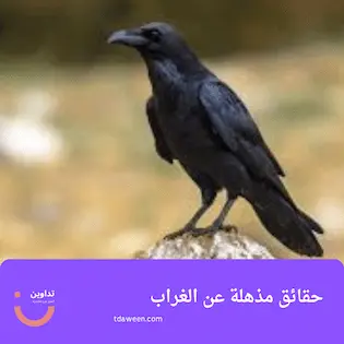 صفات الغراب ذكاء يحاكي البشر وأنظمة تحيّر العقول