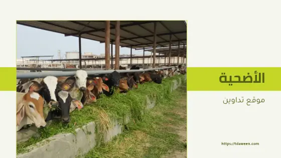 شروط الأضحية من الغنم والأبل والبقر