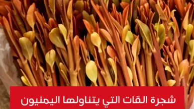 شجرة القات ذات اللون الذهبي التي يتناولها اليمنيون