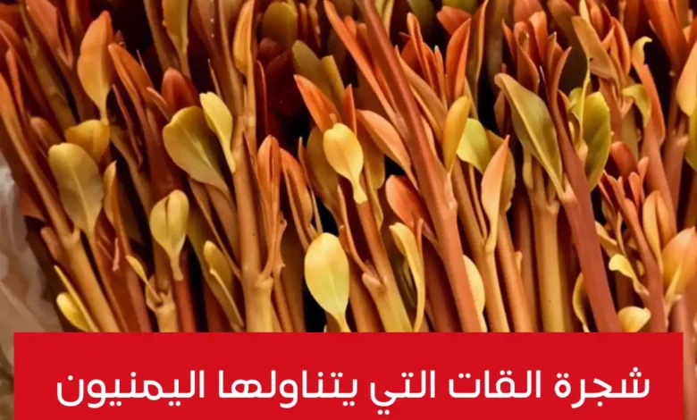 شجرة القات ذات اللون الذهبي التي يتناولها اليمنيون