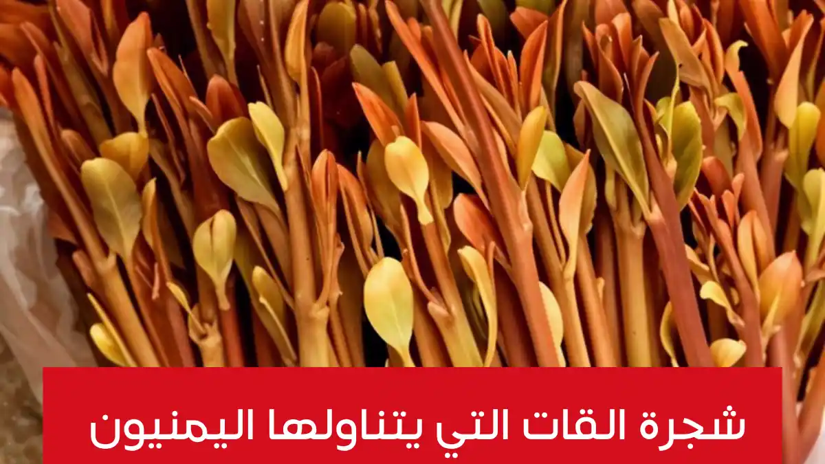 شجرة القات ذات اللون الذهبي التي يتناولها اليمنيون