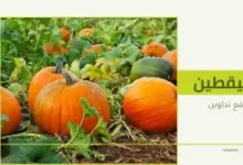 فوائد بذور اليقطين مع العسل