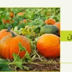 فوائد بذور اليقطين للمسالك البولية
