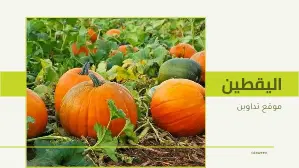 فوائد بذور اليقطين للنساء