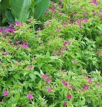 عبس نبات كل ما تحتاج معرفته عن هذا النبات الغامض